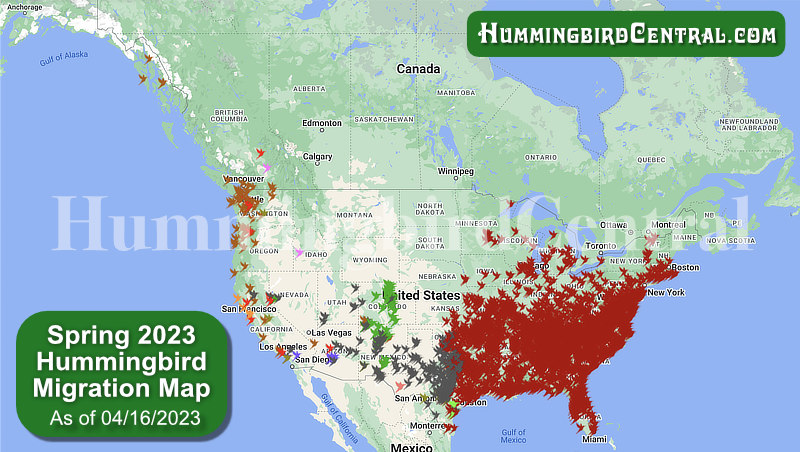 The Hummingbirds Are Coming ! Do You Feed Them ? | Y95.5